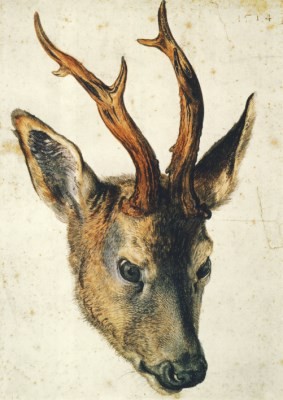 Albrecht Dürer. Kopf eines Rehbockes