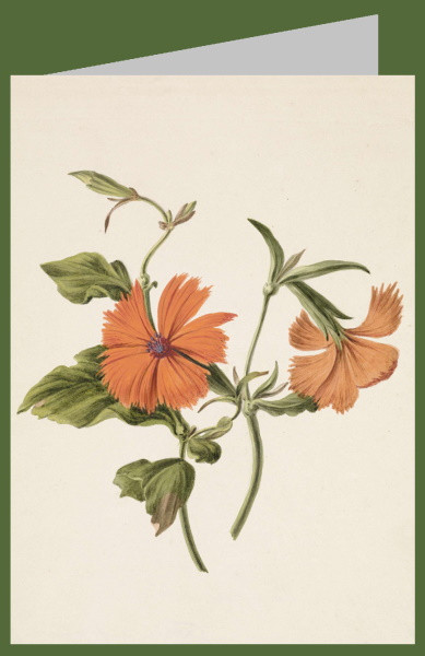 M. de Gijselaar. Chinesische Roos, 1820