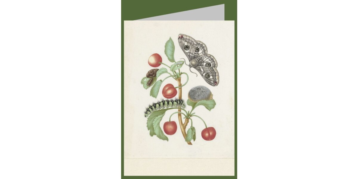 Merian, Maria Sibylla