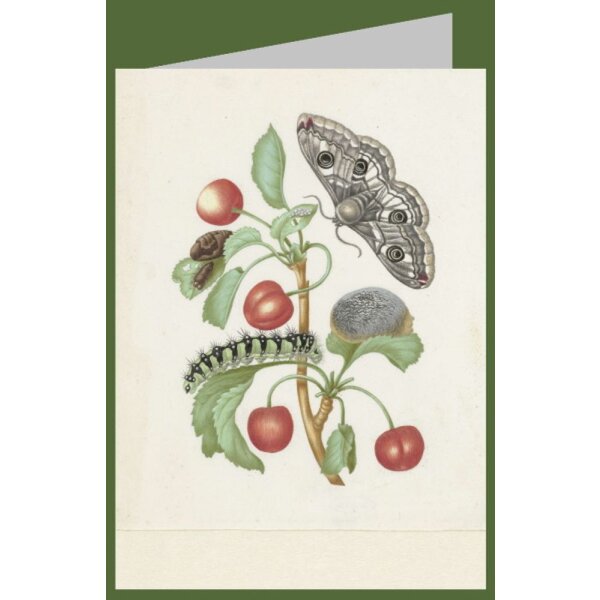 Merian, Maria Sibylla