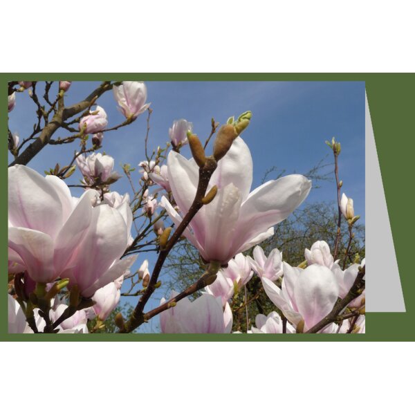 Magnolien