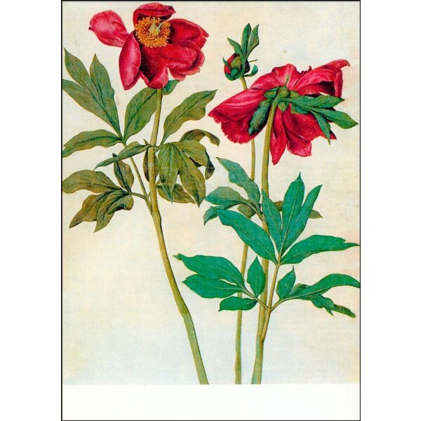 Albrecht Dürer. Pfingstrosen, um 1505