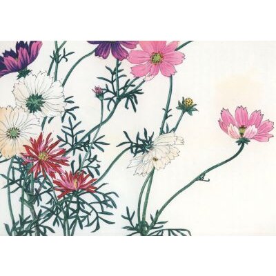 Konan Tanigami, Schmuckkörbchen (Cosmos bipinnatus)...