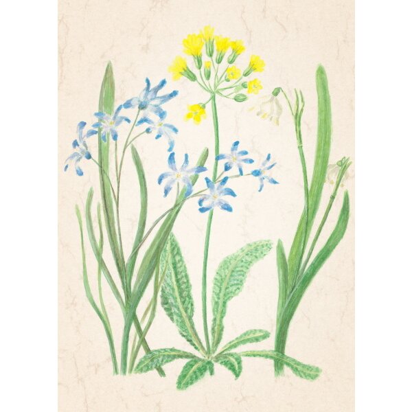 Anna Lübsee. Blaustern, Schlüsselblume, Märzenbecher, 07. KK