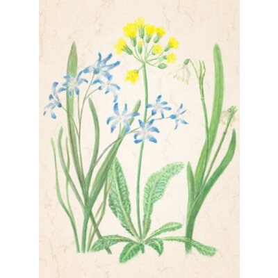 Anna Lübsee. Blaustern, Schlüsselblume,...