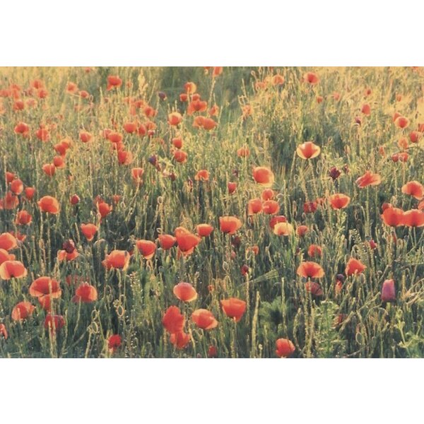 Essler, M. Mohnblumen. Foto KK