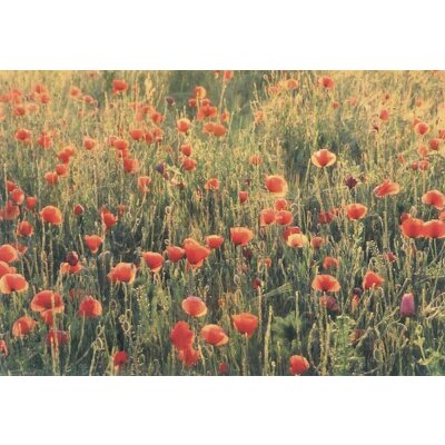 Essler, M. Mohnblumen. Foto KK