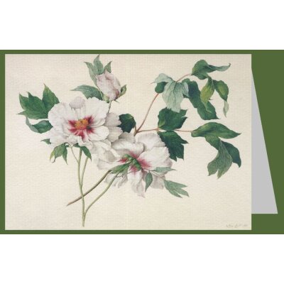 Lucy Cust. Paeonia suffructicosa, 1815