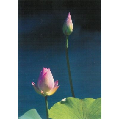 Wu, Gang. Rose unbeirrbar dem Licht entgegen. Foto-KK