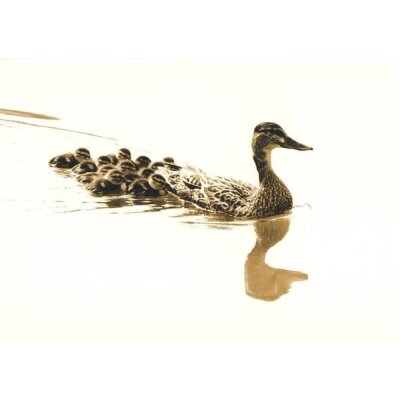 Wu, G. Ente mit Küken auf dem See. Foto