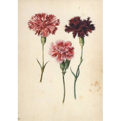 Georg Flegel. Drei Gartennelken