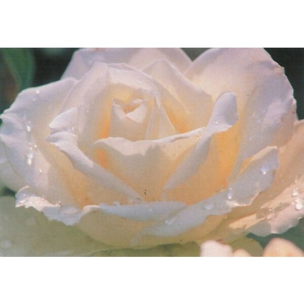 Glas, J.  Rose. Foto KK