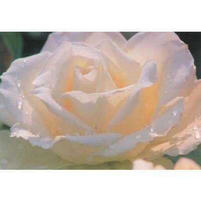 Glas, J.  Rose. Foto KK