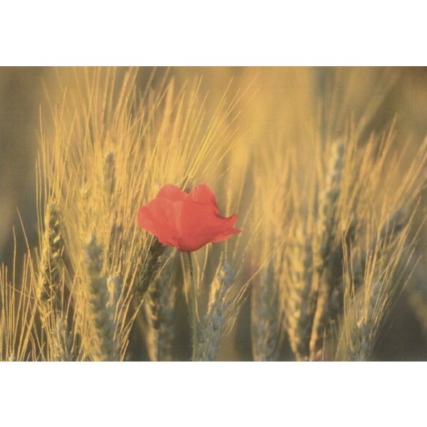 Neffe, E. Mohn im Kornfeld. Foto