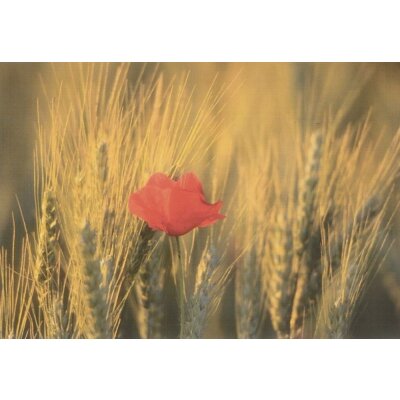 Neffe, E. Mohn im Kornfeld. Foto