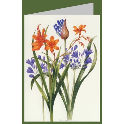 Sally Crosthwaite. Schmucklilien und Gartenmontbretie