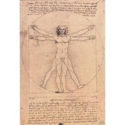 Leonardo da Vinci. Studio del corpo umano