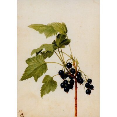 Georg Flegel. Schwarze Johannisbeere