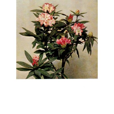 Henri Fantin-Latour. Blühender Rhododendronzweig