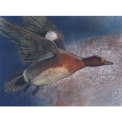 Loes Botman. Wildente, 2015 Pastell