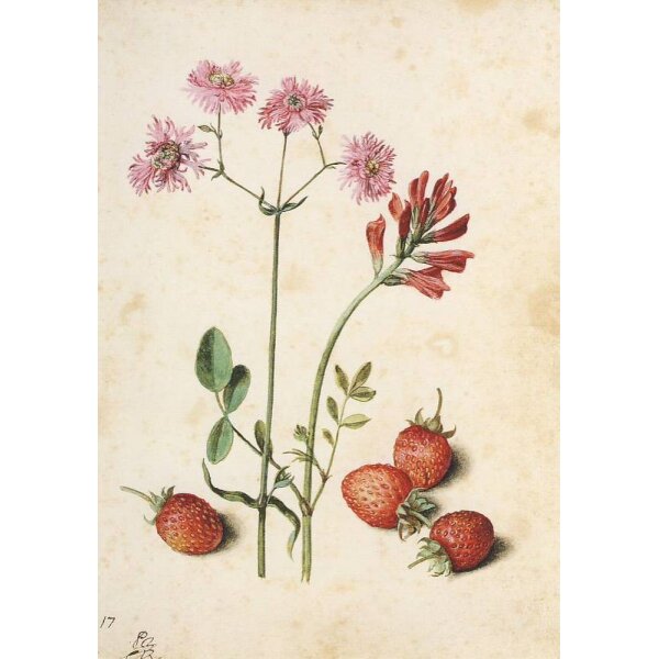 Georg Flegel. Kuckucks-Lichtnelke, Hahnenpopf, Erdbeeren