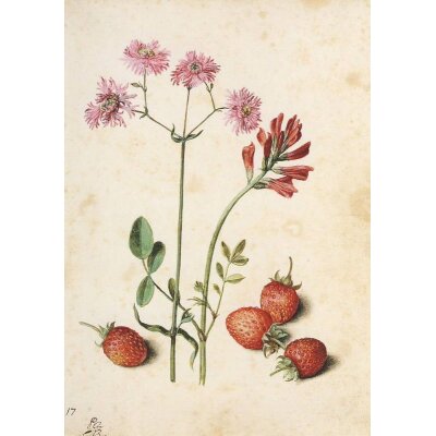 Georg Flegel. Kuckucks-Lichtnelke, Hahnenpopf, Erdbeeren