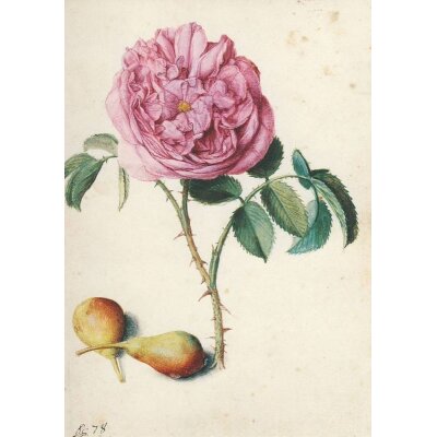 Georg Flegel. Batavische Rose und zwei Birnen