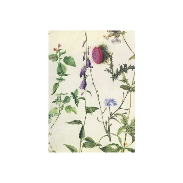 Albrecht Dürer. Studien von Wildblumen.