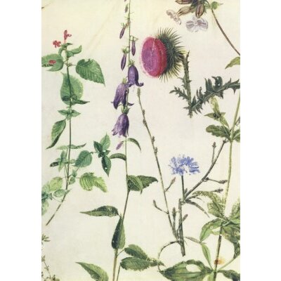 Albrecht Dürer. Studien von Wildblumen.