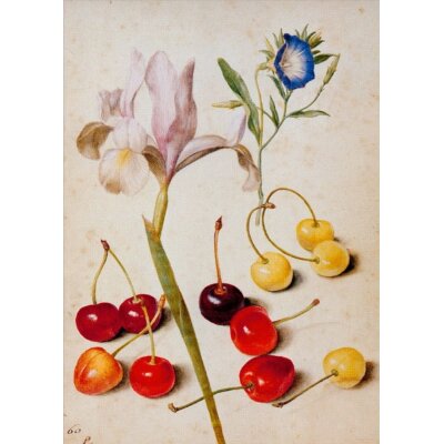 Georg Flegel. Kirschen, Iris, Winde