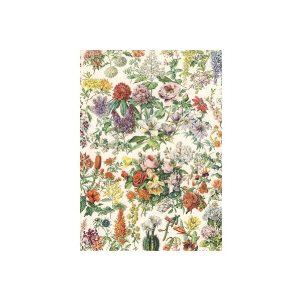 Botanische Illustration. Variationen von Blüten. 19. Jh.
