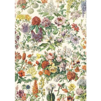 Botanische Illustration. Variationen von Blüten. 19....