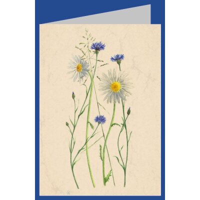 Anna Malten. Kornblumen und Margarite, 2007.  Mini-DK