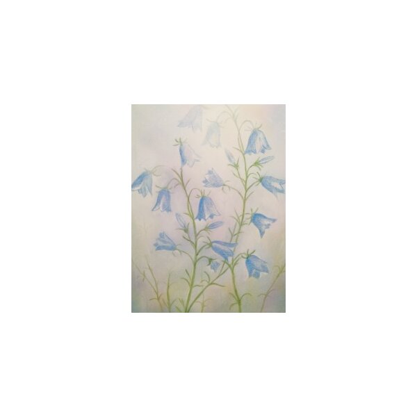 Jan de Kok. Glockenblume