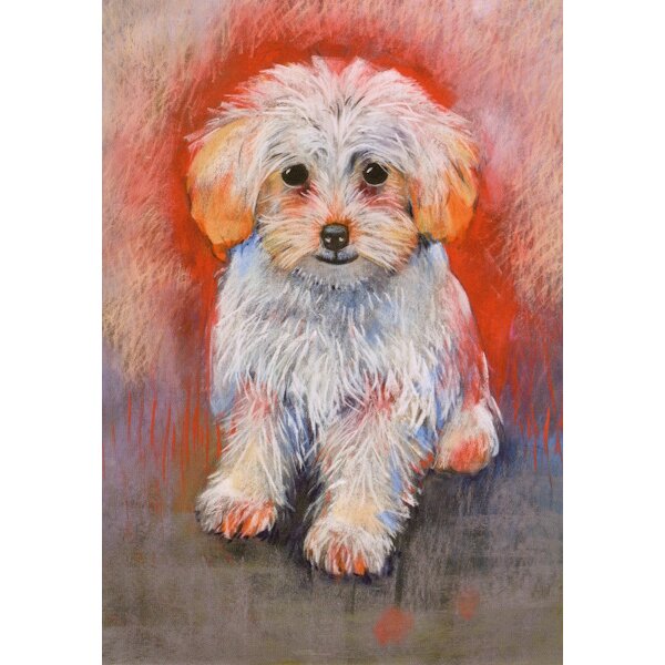 Loes Botman. Hund. Malteser