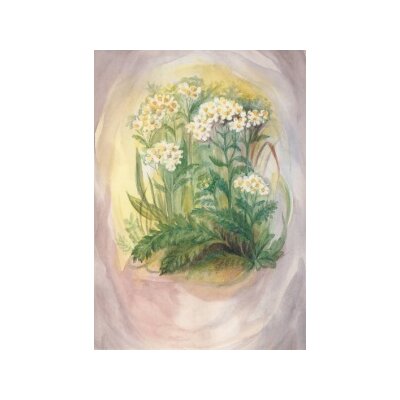 Margret von Borstel. Schafgarbe