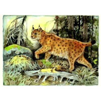 Ingvar Björk. Luchs