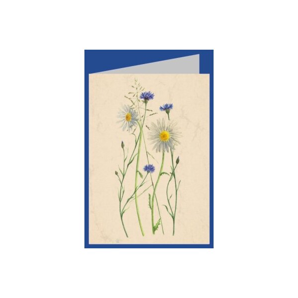 Anna Malten (Lübsee). Kornblumen und Margarite, 2007