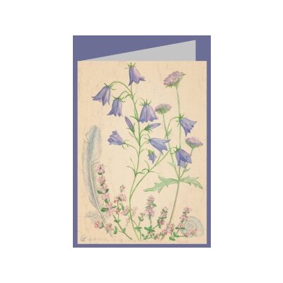 Anna Malten. Glockenblume, Wiesenwitwenblume, Thymian