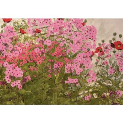 Linda Benton. Rosa Phiox und Mohnblumen mit e. Schmetterling