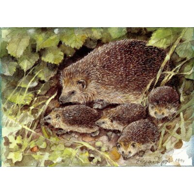 Ingvar Björk. Igel mit Jugen
