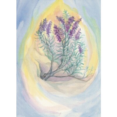 Margret von Borstel. Lavendel
