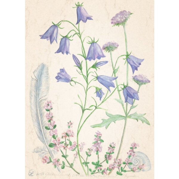 Anna Lübsee. Glockenblume, Wiesenwitwenblume, Thymian,  07
