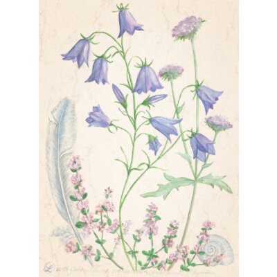 Anna Lübsee. Glockenblume, Wiesenwitwenblume, Thymian,  07
