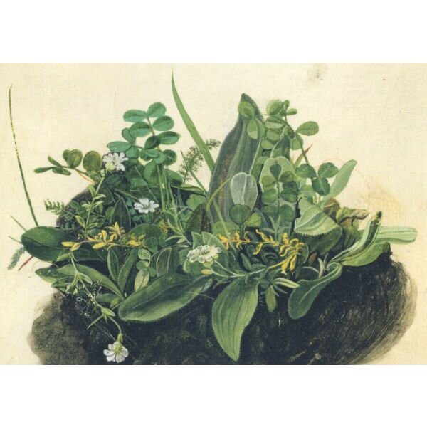 Albrecht Dürer. Das kleine Rasenstück, um 1503