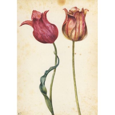 Georg Flegel. Zwei Tulpen, ca. 1630