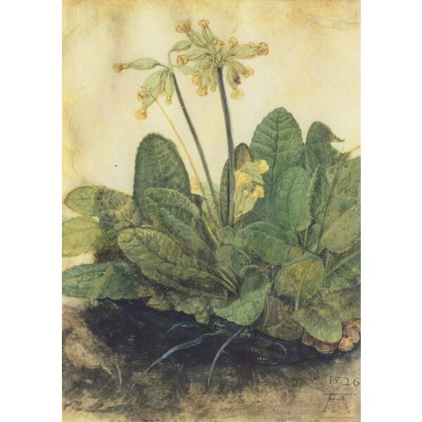 Albrecht Dürer. Schlüsselblume, 1503/05