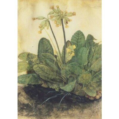 Albrecht Dürer. Schlüsselblume, 1503/05