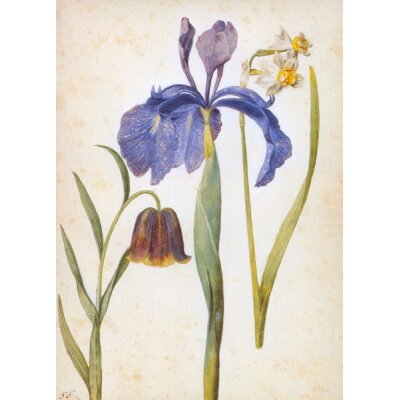 Georg Flegel. Iris, Narzisse, Fritillaria
