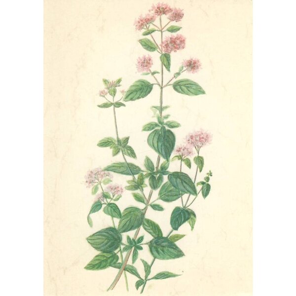 Anna Malten. Majoran (Oregano), 2007